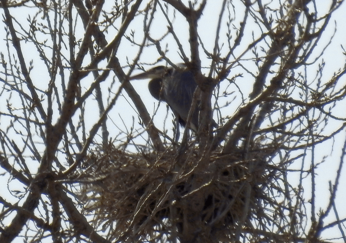 greatblueheron3182107.gif