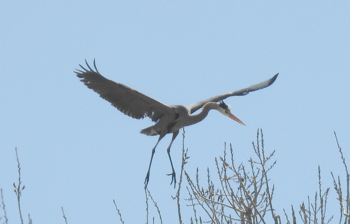 heron13242017.gif