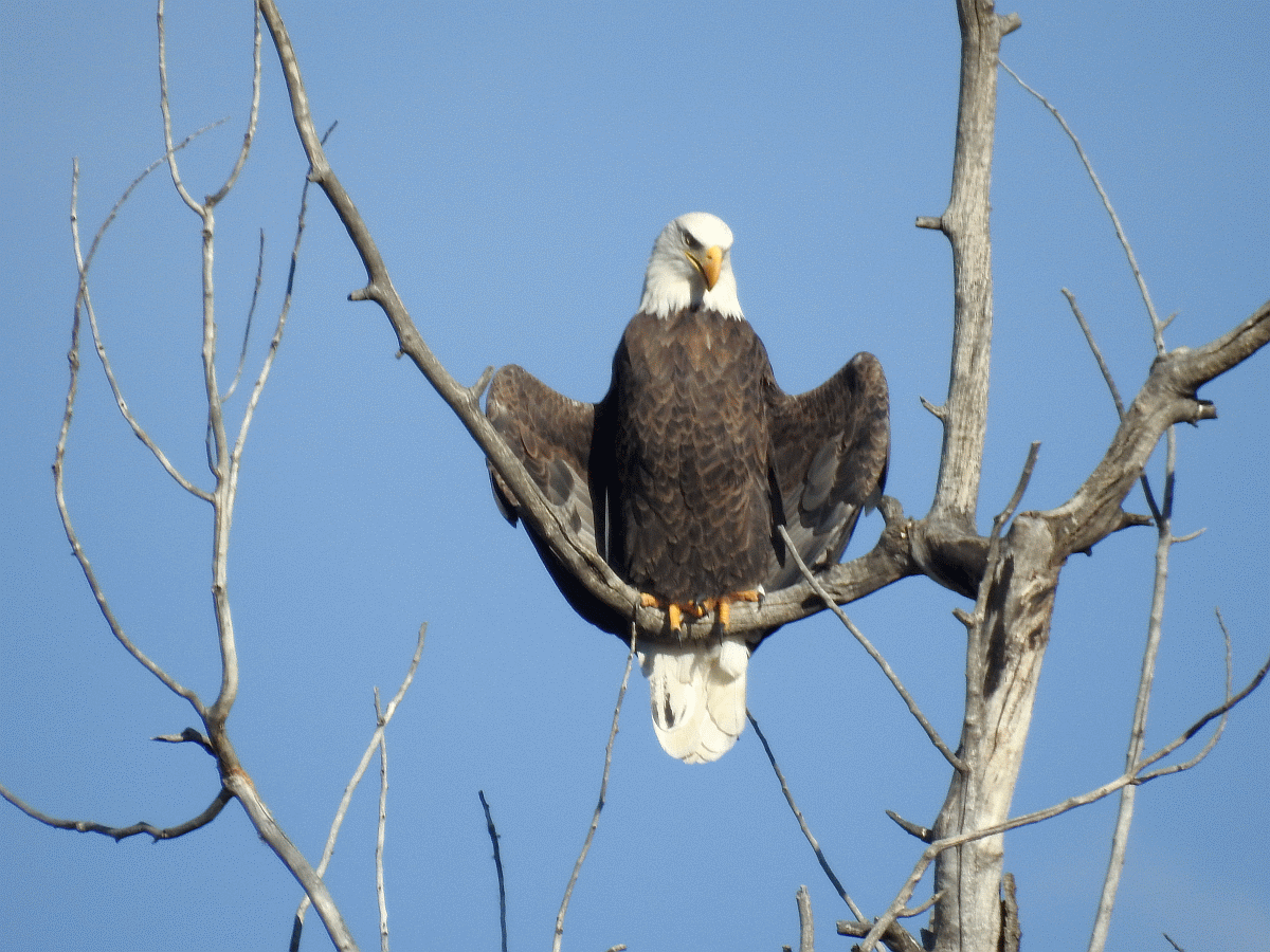 eagle3 10202017.gif