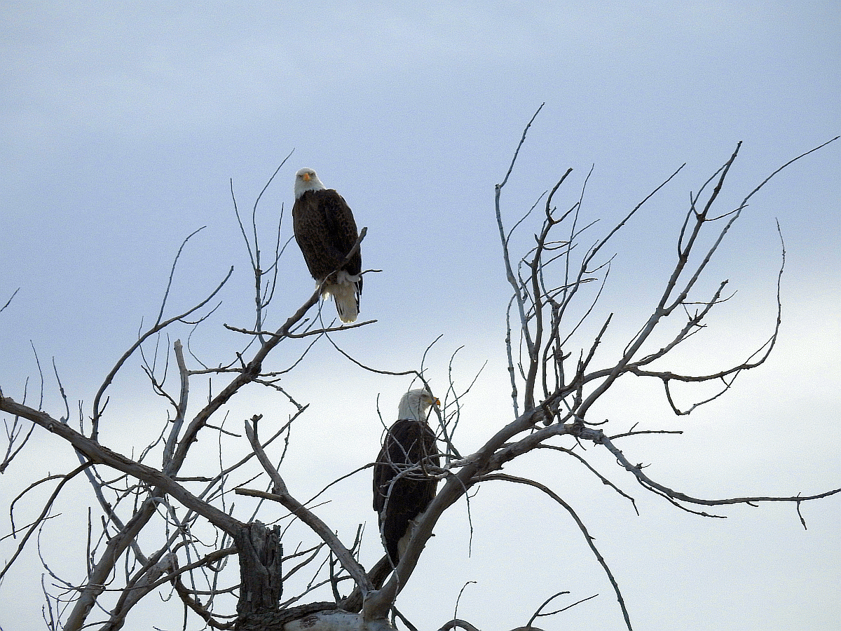 eagles1 2018.gif