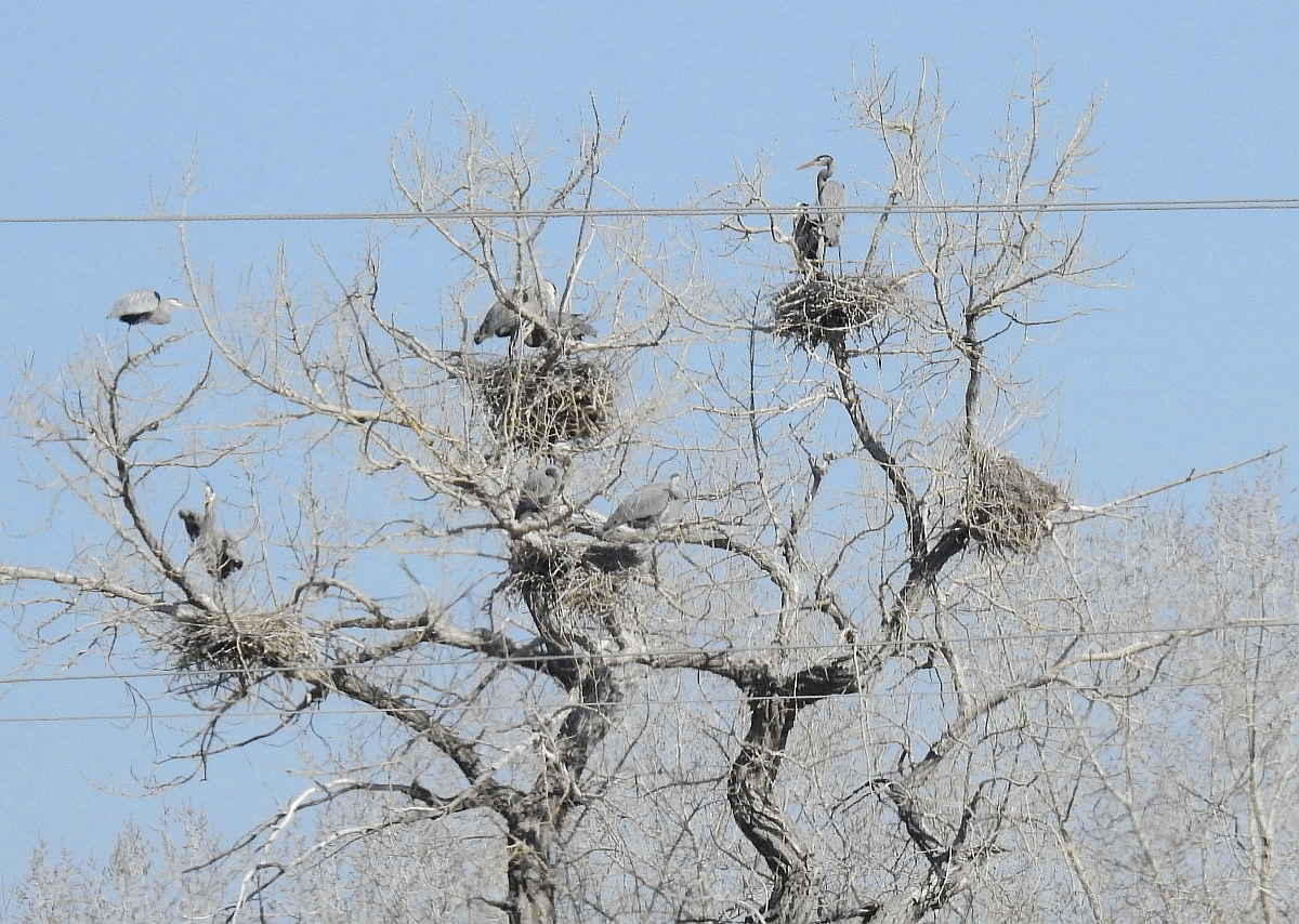 herons1 3132018.gif