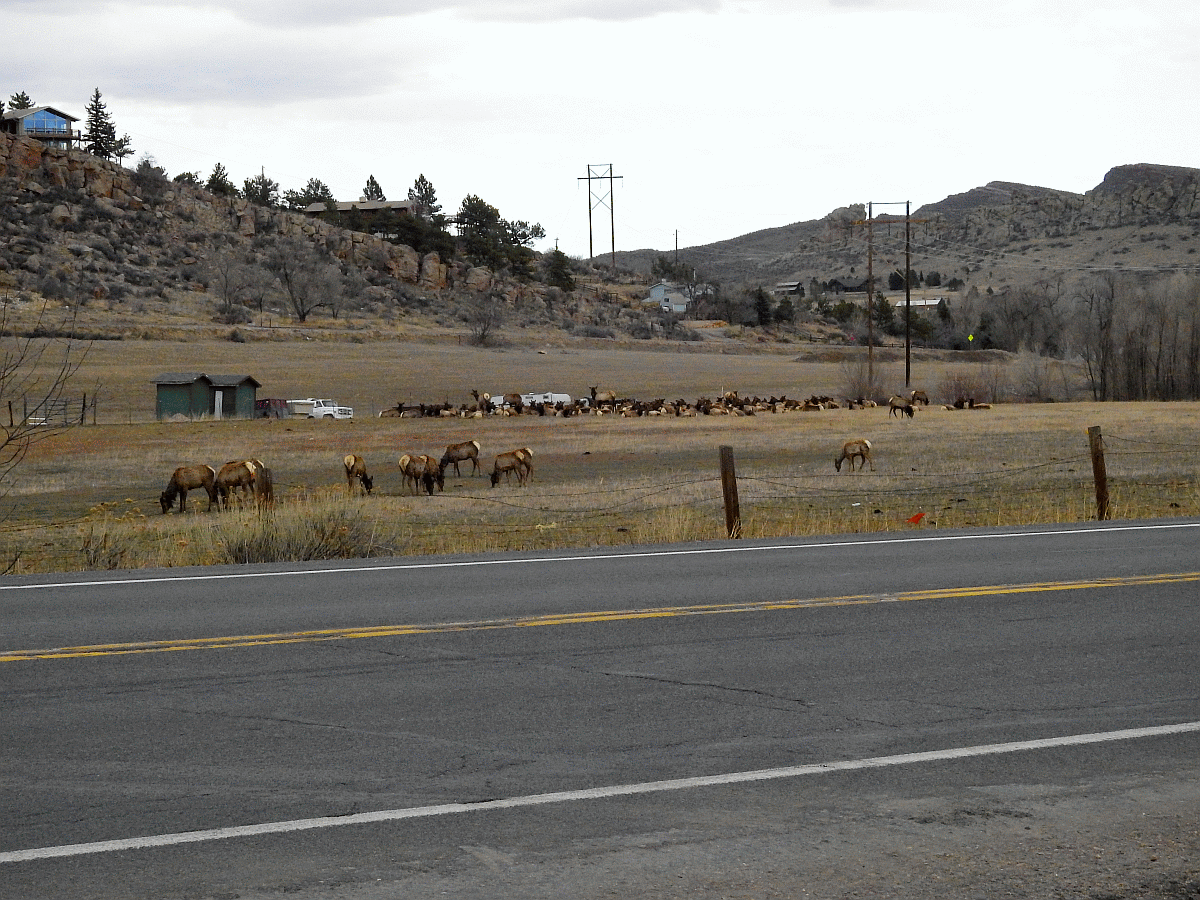 elk1 03152018.gif