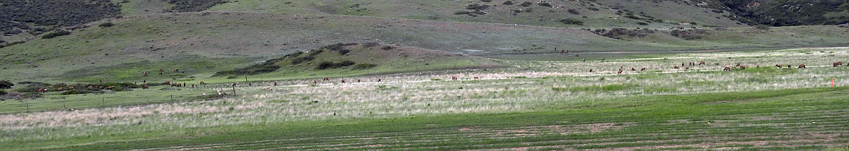 elk2 05292018.gif