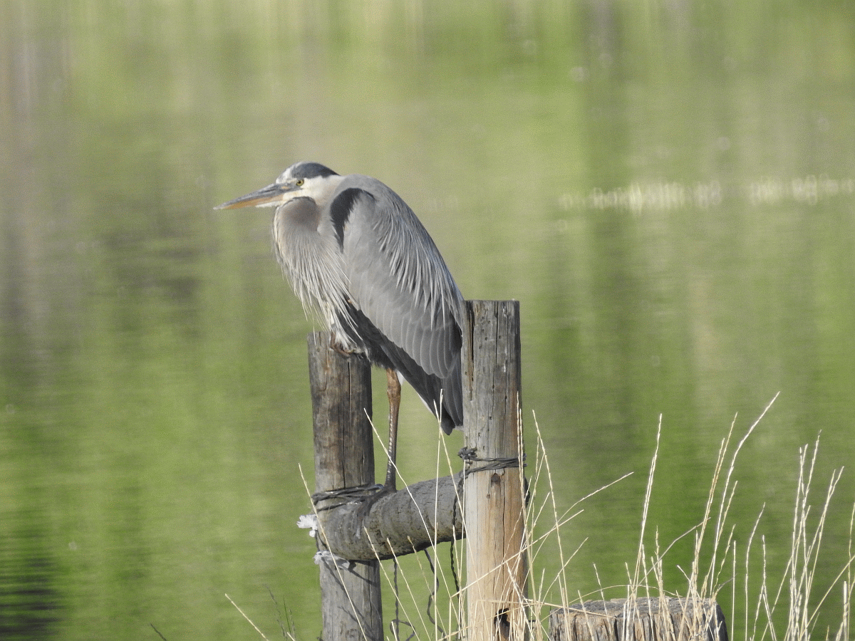 heron1 05302018.gif