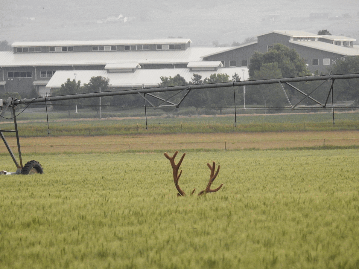 elk1 06182018.gif