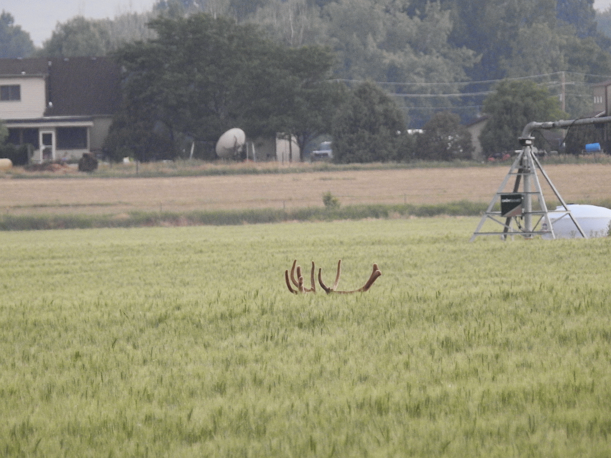 elk2 06182018.gif