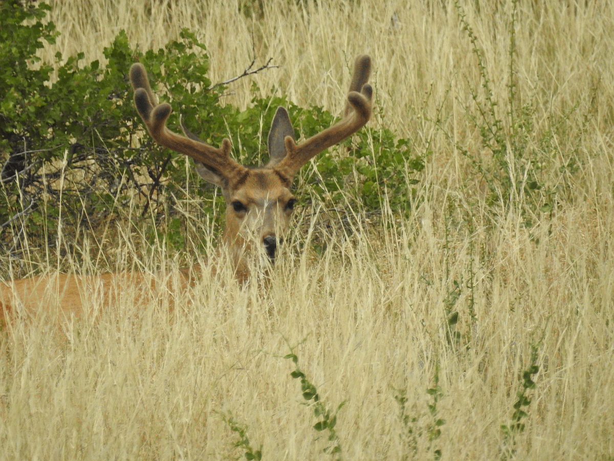 buck1 07042018.gif