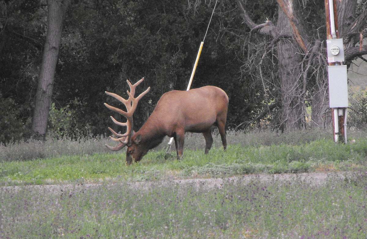 elk1 08012018.gif