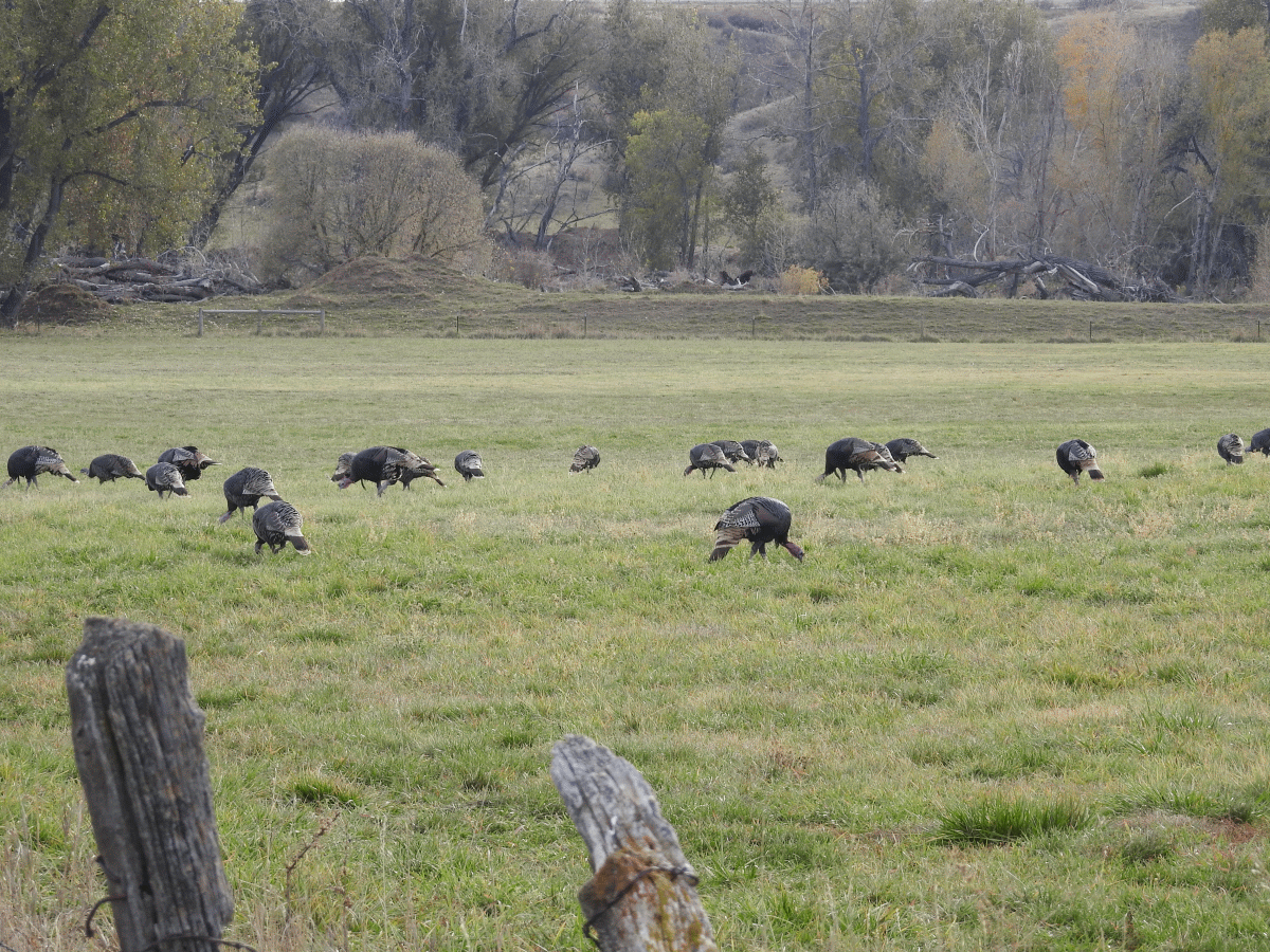 turkeys2 10222018.gif