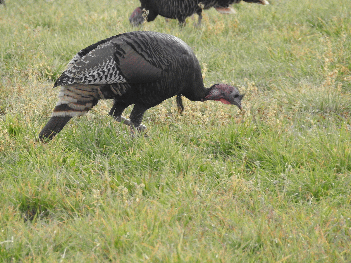 turkeys3 10222018.gif