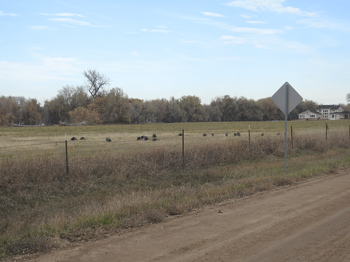 turkeys5 10222018.gif