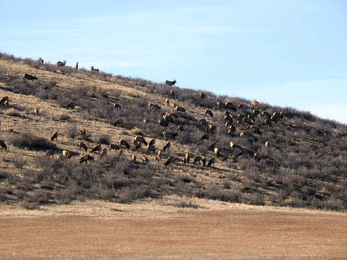 elk1 01152019.gif