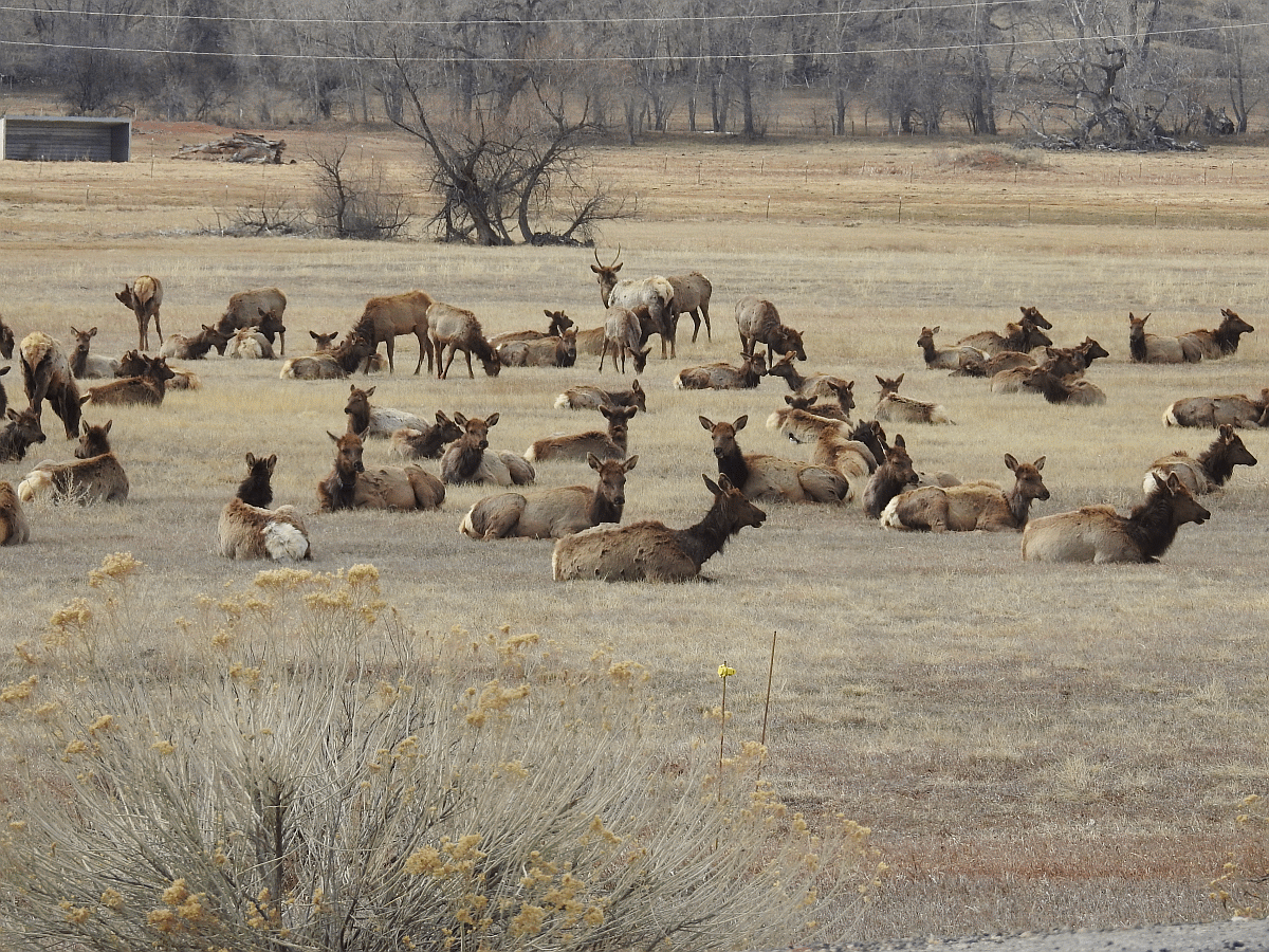 elk2 03182019.gif