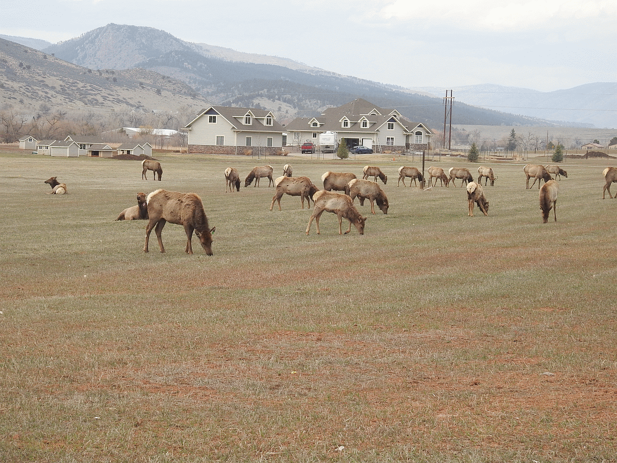 elk2 03182020.gif