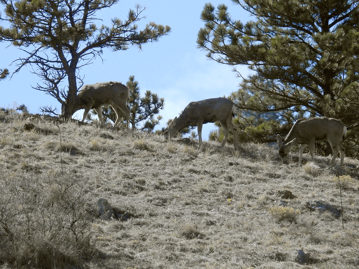 deer1 3132018.gif