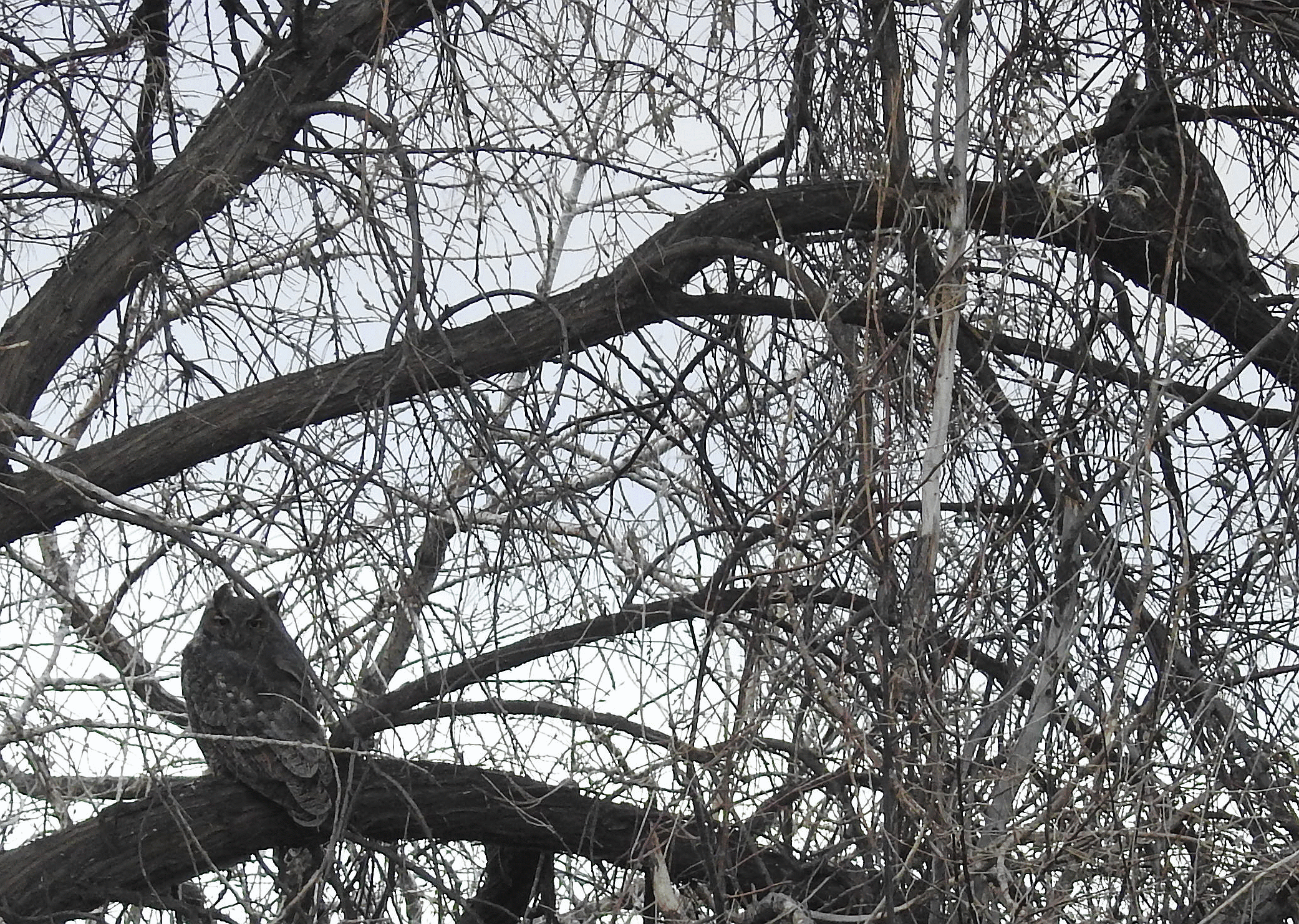 owls1.gif