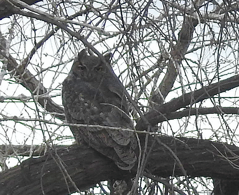 owls2.gif