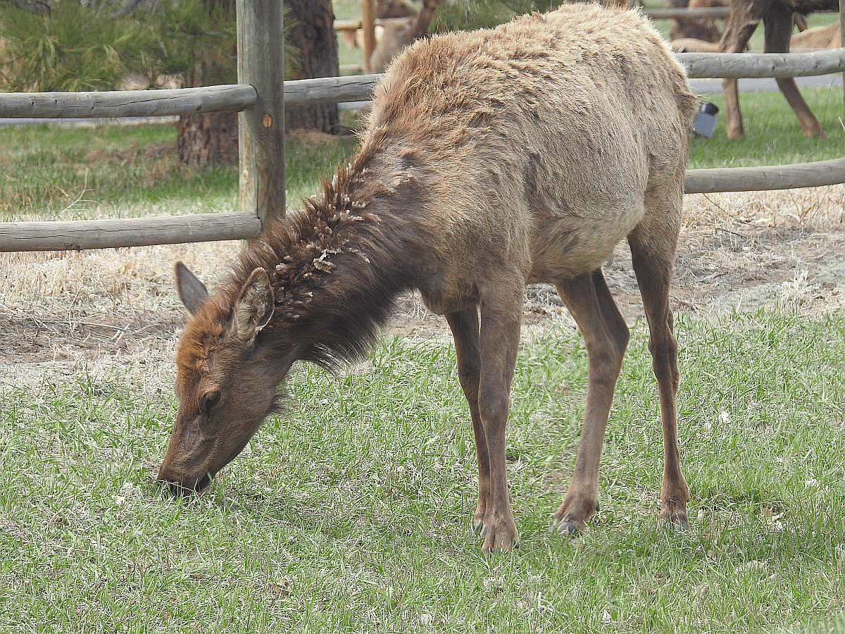 elk1 04142022.gif